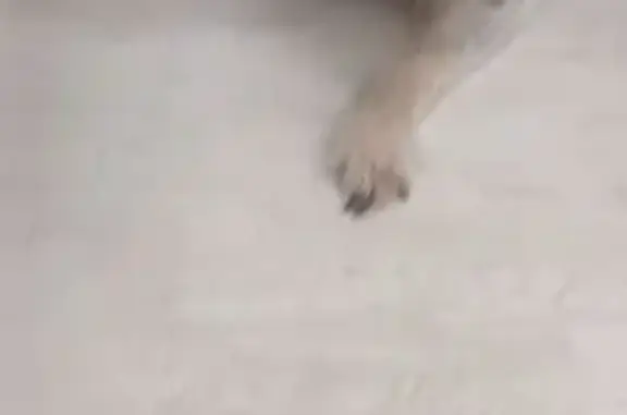 Perro Mayor Perdido en Llubí: Blanco y Negro