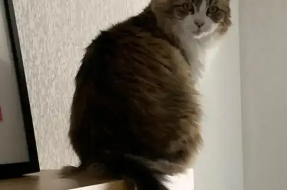 Chatte perdue: Mouchou, 14 ans, craintive - photo