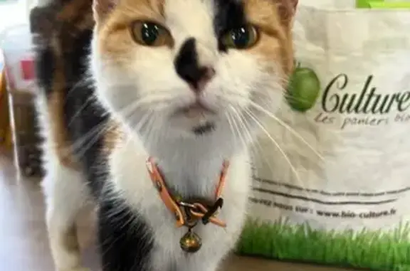 Chat trouvé , photo: Chat trouvé à Bourg-Beaudouin, Normandie