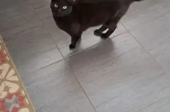 Chat perdu, Villers-lès-Nancy, photo: Chatte noire 2 ans perdue à Villers