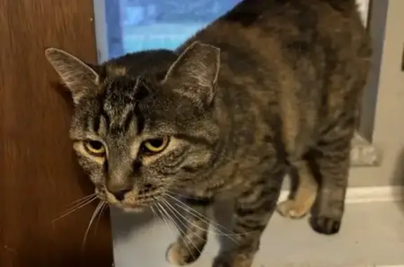 Found cat Colorado Springs, photo: Found: Small Tortie Tabby in Loveland, CO