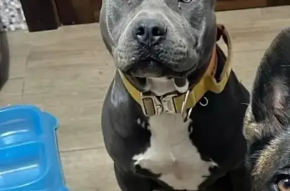 Perro Perdido en La Dehesa: Am...