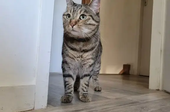 Animaux trouvés , photo: Chatte tigrée perdue à Montauban