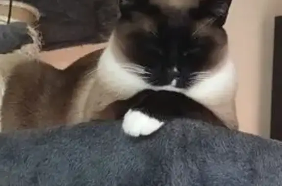 Se Busca: Gato Siamés Perdido en Sant Boi