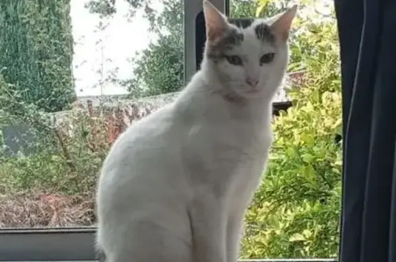 Chat perdu, Saint-Martin-des-Champs, photo: Chat perdu : blanc tacheté gris, St Martin