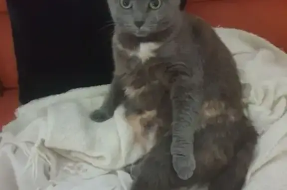 Chat perdu, Guérande, photo: Chatte grise tachetée perdue à Guérande