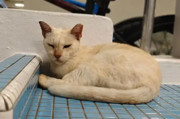 Missing cat Singapore, photo: Missing: Cream-Colored Cat in Bedok