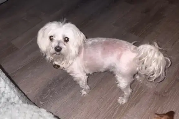 Found dog Providence, photo: Found Dog on Duxbury St, Providence