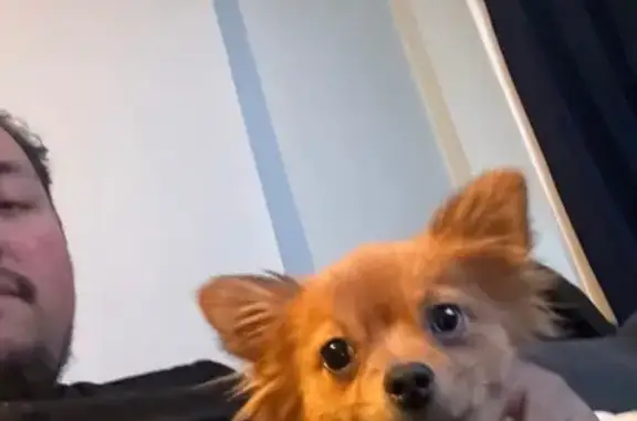 Lost Dog: Brown Coat, Blue Left Eye