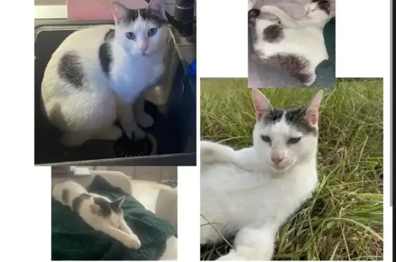 Chat mâle blanc perdu, tache tigrée - photo
