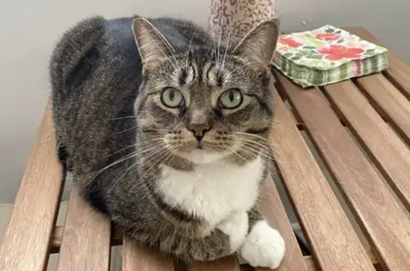 Lost Tabby Cat: Kitchener, Jack Ave
