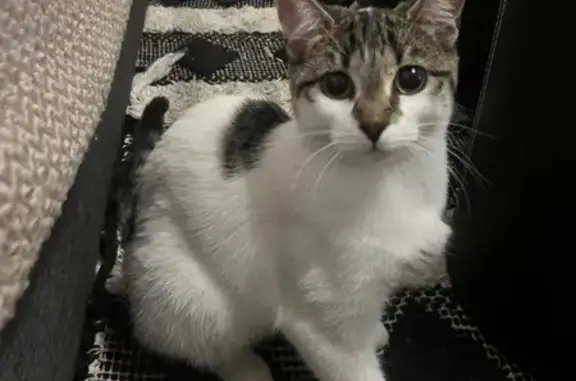 Animaux trouvés Montluçon, photo: Chatte trouvée à Montluçon, Rue du Soleil