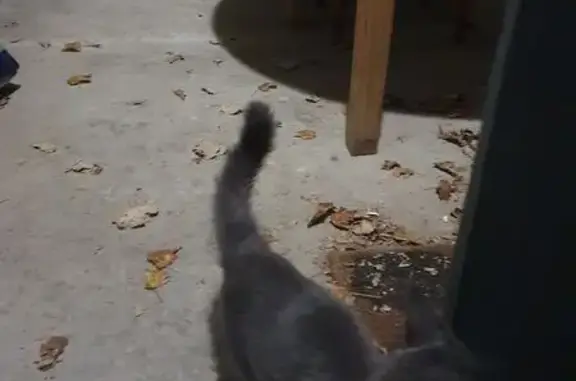 Chat trouvé Carpentras, photo: Chat mâle trouvé sociable à Carpentras