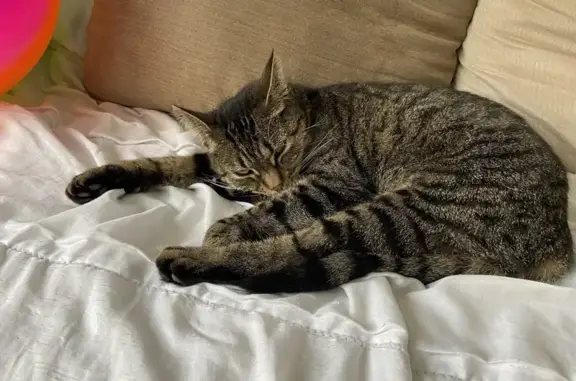 Animaux perdus Gournay-en-Bray, photo: Chatte perdue : Gise, tigrée craintive