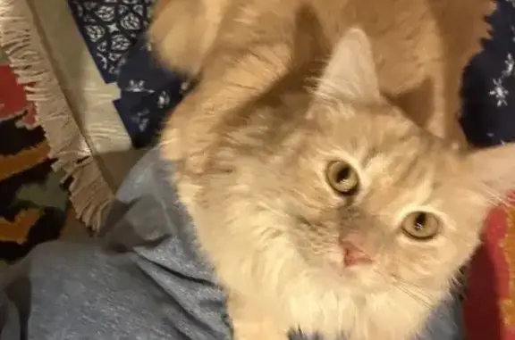 Missing cat College Park, photo: Lost Cream Cat on Guilford Rd, College Park