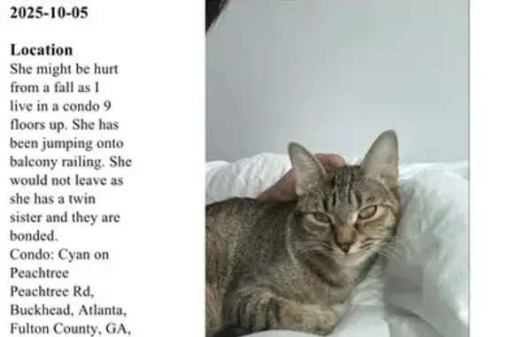 Missing cat Atlanta, photo: Lost Cat: Nova with Wavy Tail & Yellow Eyes