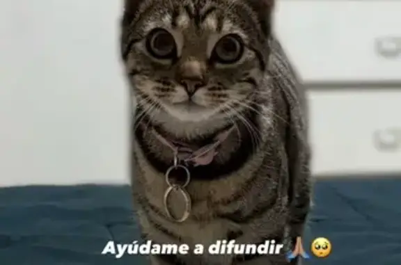 ¡Gato Perdido! Collar Rosa en...