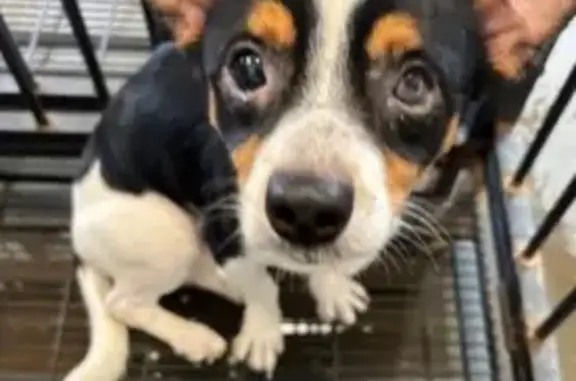 Missing dog Midland, photo: Lost Dog: Unique Eyes on Howard Dr.