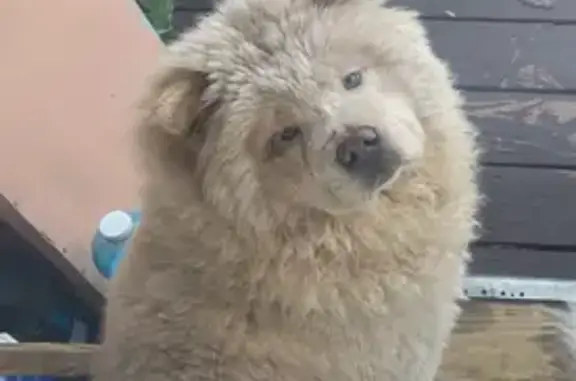 Help Find Our Missing Cream Chow Chow!
