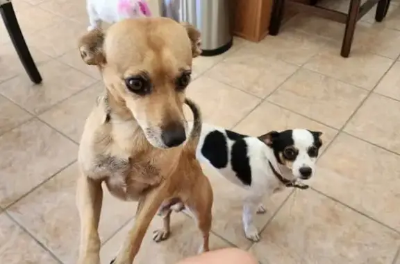 Found pets Arizona City, photo: Found Dogs: Brown & B/W in Mesa, AZ
