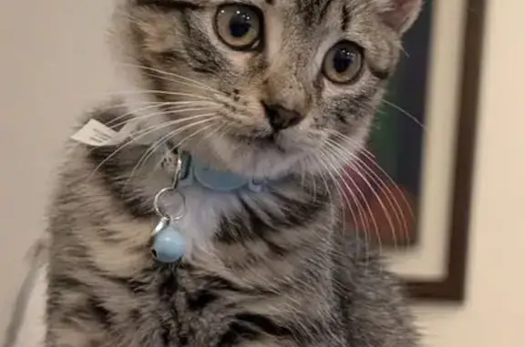 Lost pets Hallandale Beach, photo: Lost Male Tiger Cat - Reward Offered!