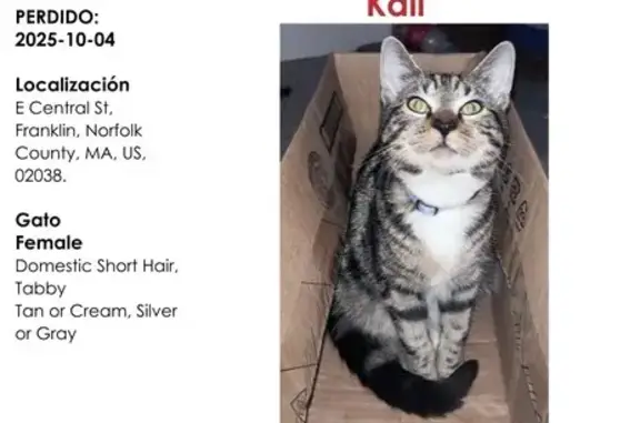 Lost Tabby Cat: Tan/Grey, Pink Skull Collar