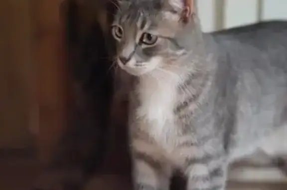Help Find Carl: Silver Tabby Lost in Ashland