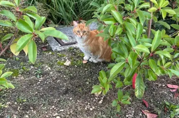 Animaux trouvés Reims, photo: Chat roux sociable trouvé Rue du Jard