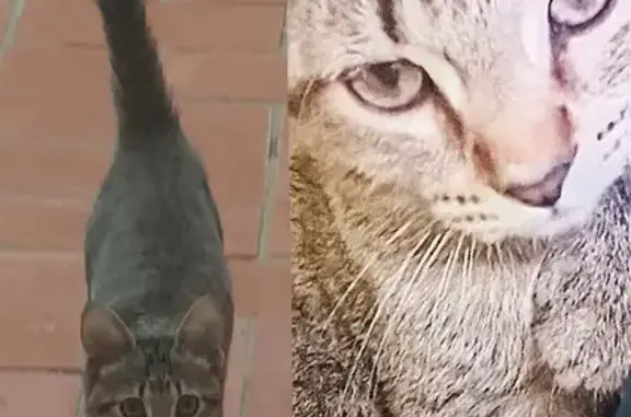 ¡Ayuda! Gatito Marchito perdido en Reus