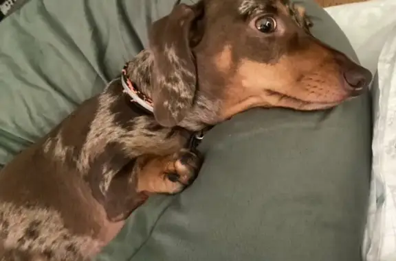 Lost Dog: Hugo, Chocolate Merl...