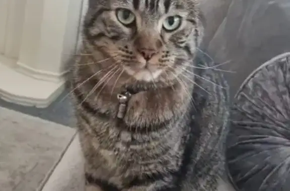 Missing cat Bromborough, photo: Lost Large Tabby Cat in Bromborough