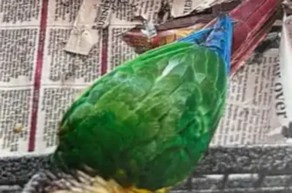 Lost Timid Bird - Ntaba Rd, La...