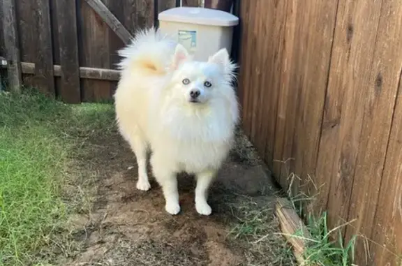 Missing dog Euless, photo: Lost White Dog on Pineview Dr, Euless