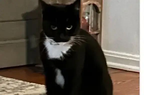 Help Find Lola: Lost Tuxedo Cat on Meds