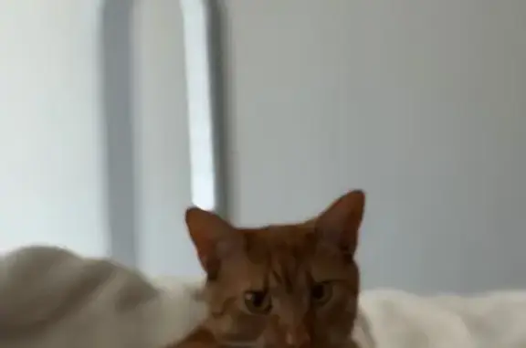 Missing cat , photo: Lost Shy Orange Cat: Turquoise Collar