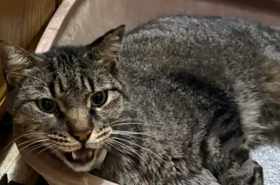 Found cat Haysville, photo: Found Male Gray Tabby in Haysville
