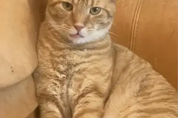 Missing cat , photo: Lost Orange Tabby: Friendly but Shy