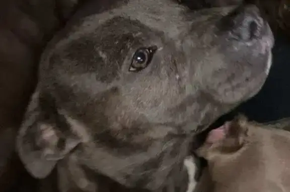 Lost Brindle Dog Near US 90, Waveland