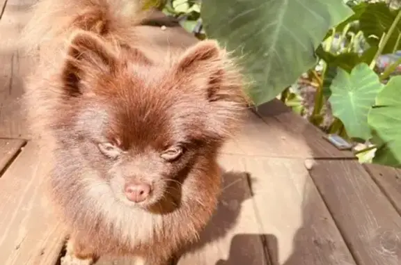 Lost Dog: Coco Missing Near Hwy 5 Area