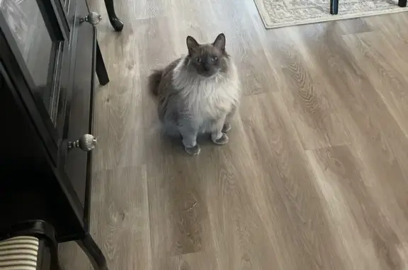 Missing cat San Antonio, photo: Lost Siamese Cat: Gray & White, Blue Eyes