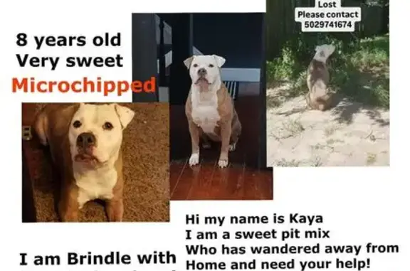 Lost Dog: Brindle with White Markings