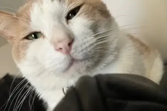 Lost pets Phoenix, photo: Lost Cat: Calm & Loving Tommy in Phoenix