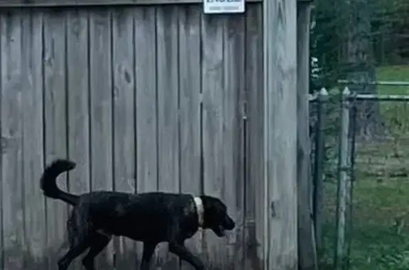 Found pets Little Rock, photo: Found: Brindle Lab Mix & Unfriendly Shepherd