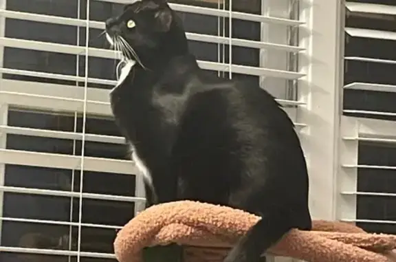 Lost Cat: Mittens, Black & White, Friendly