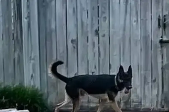 Found pets Little Rock, photo: Unfriendly Dog Sighting on Pamela Drive