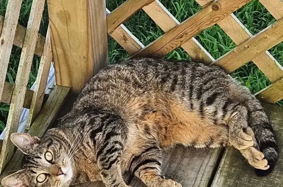 Missing cat Mastic Beach, photo: Lost Neutered Cat: Blue Collar, Mastic Beach