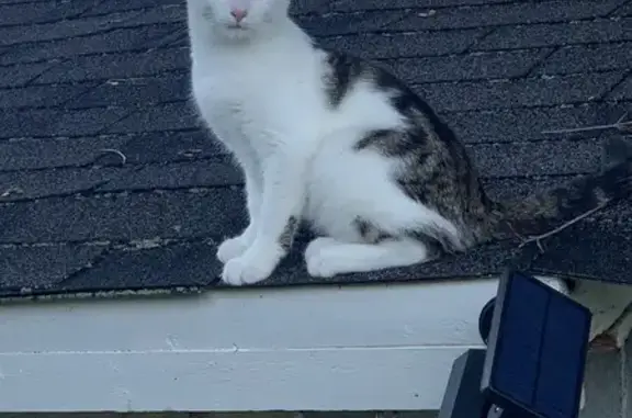 Lost Cat in Greenville: Neutered Male