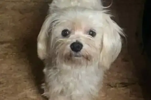 Lost White Dog: 4-Yr-Old Male in MS