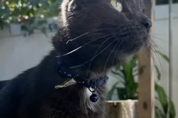 Found cat New York, photo: Found: Sweet Cat with Starry Collar