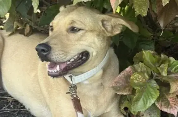 Lost Golden Dog: Miami Shores Area